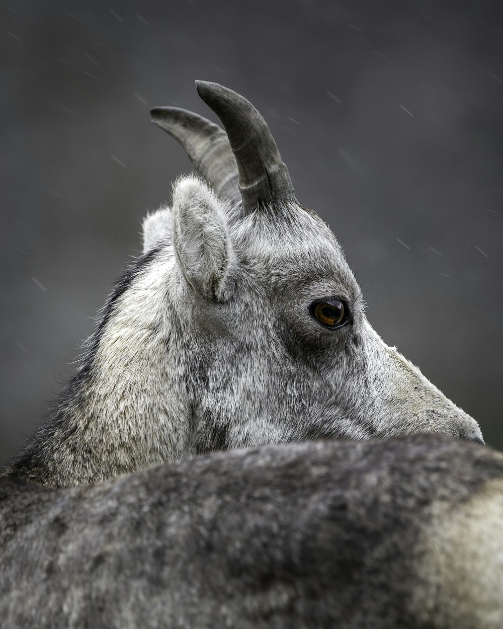 gray and white animal head