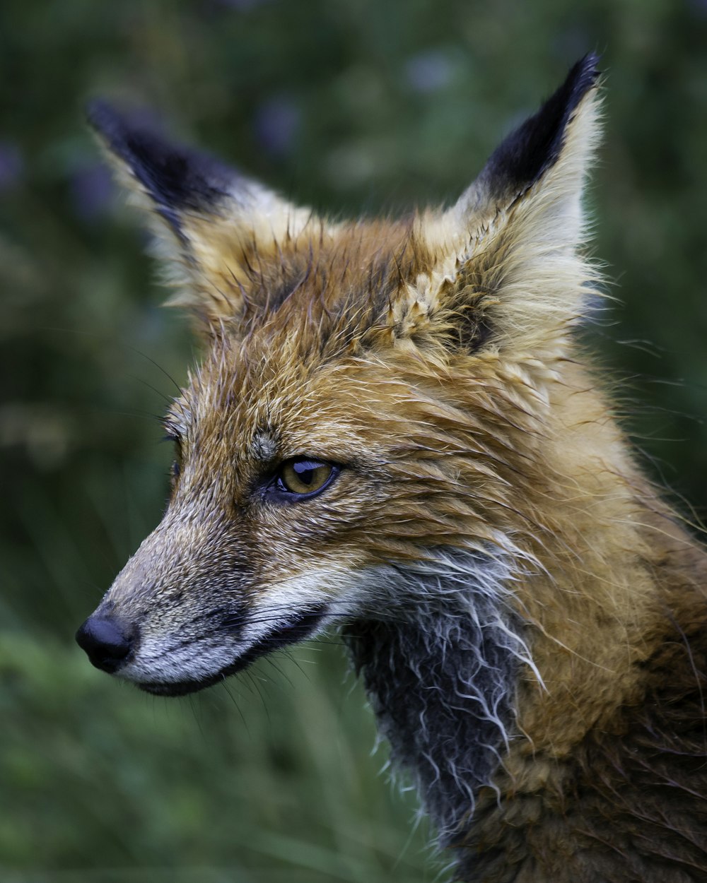 brown fox in tilt shift lens