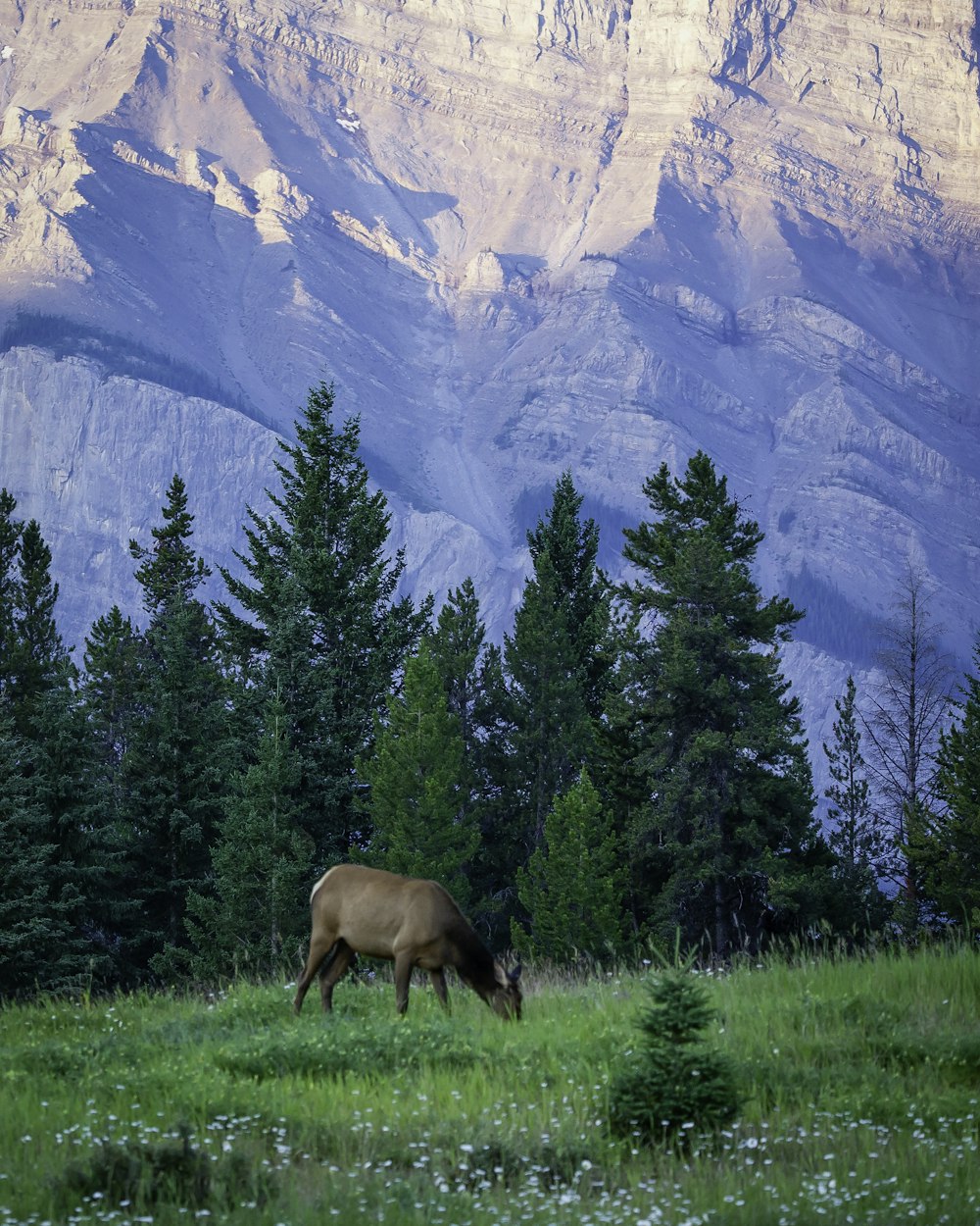 brown horse eating grass near green pine trees during daytime