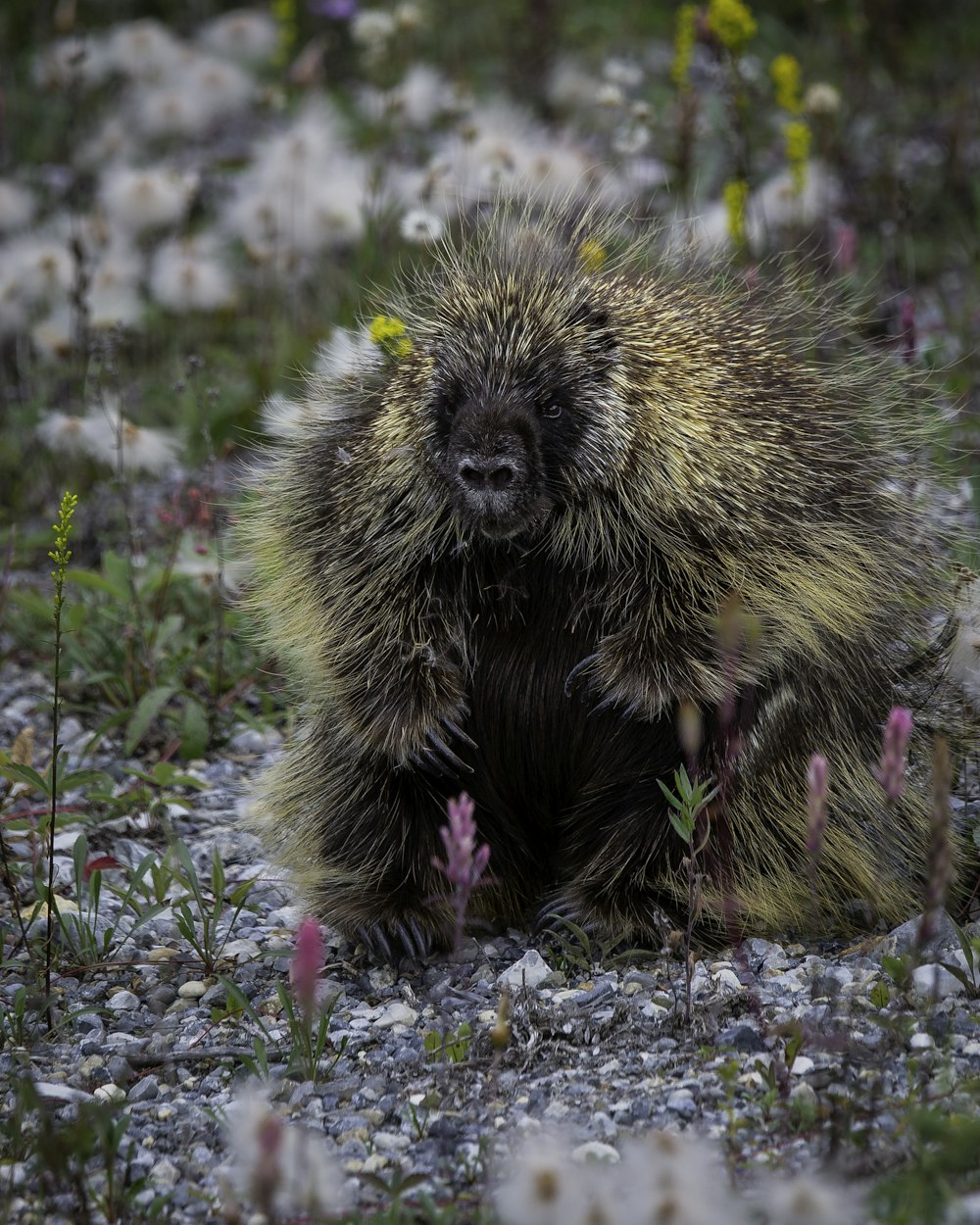 black and brown hedgehog on green grass during daytime