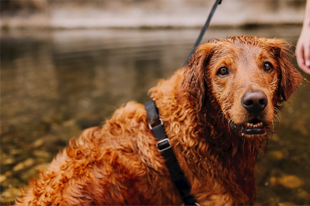 brown short coated dog with red collar