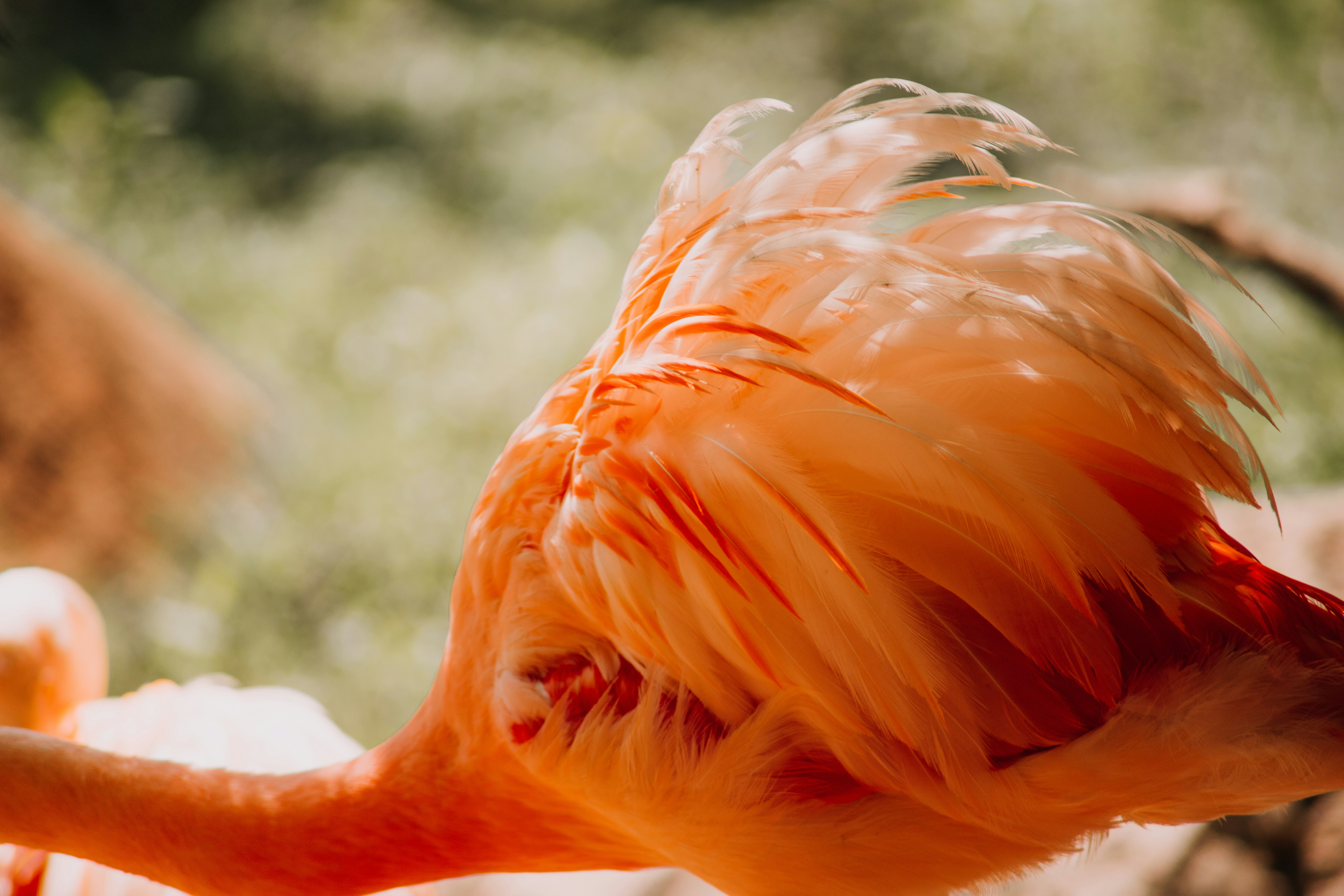 orange bird in close up photography