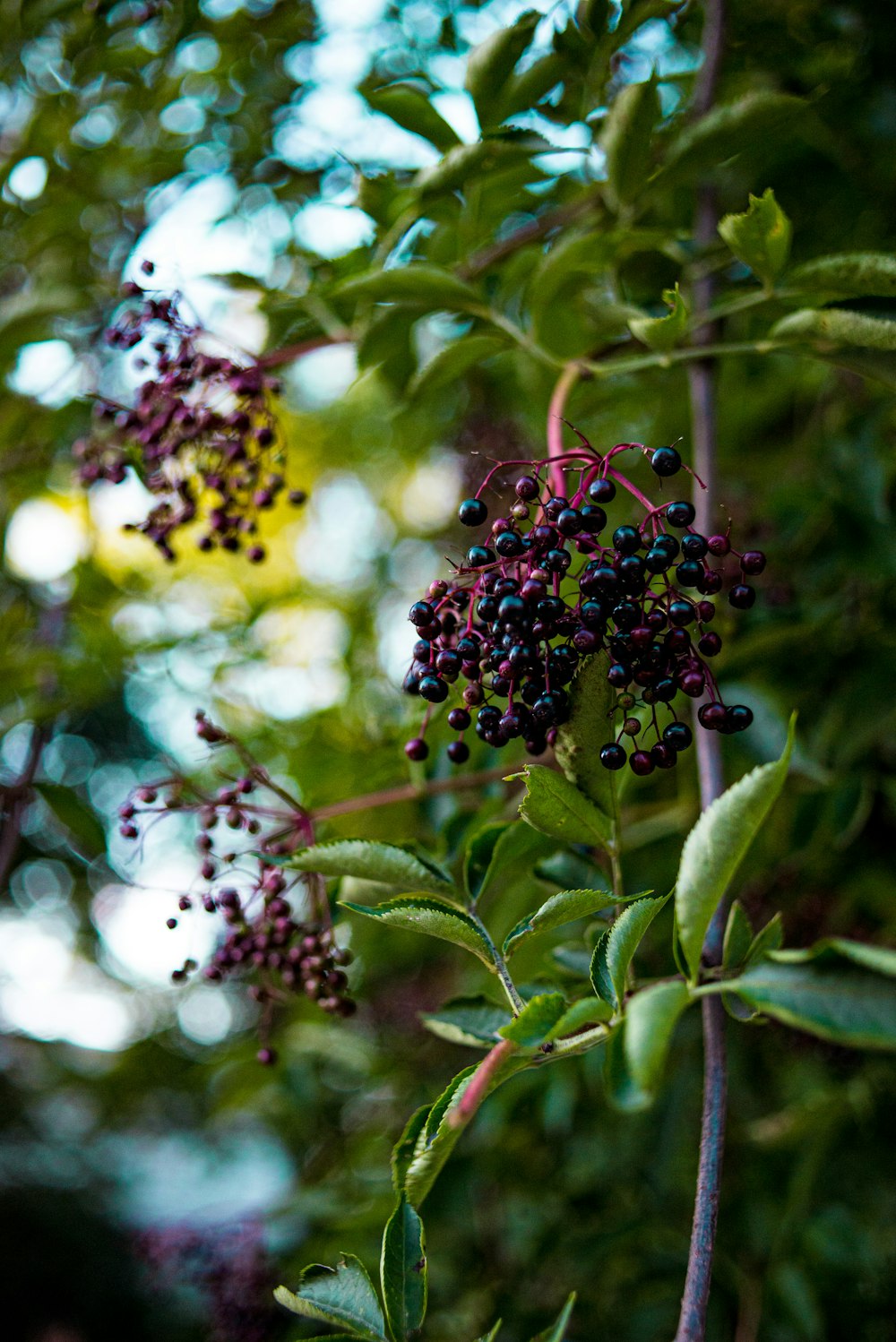 brown and black round fruits