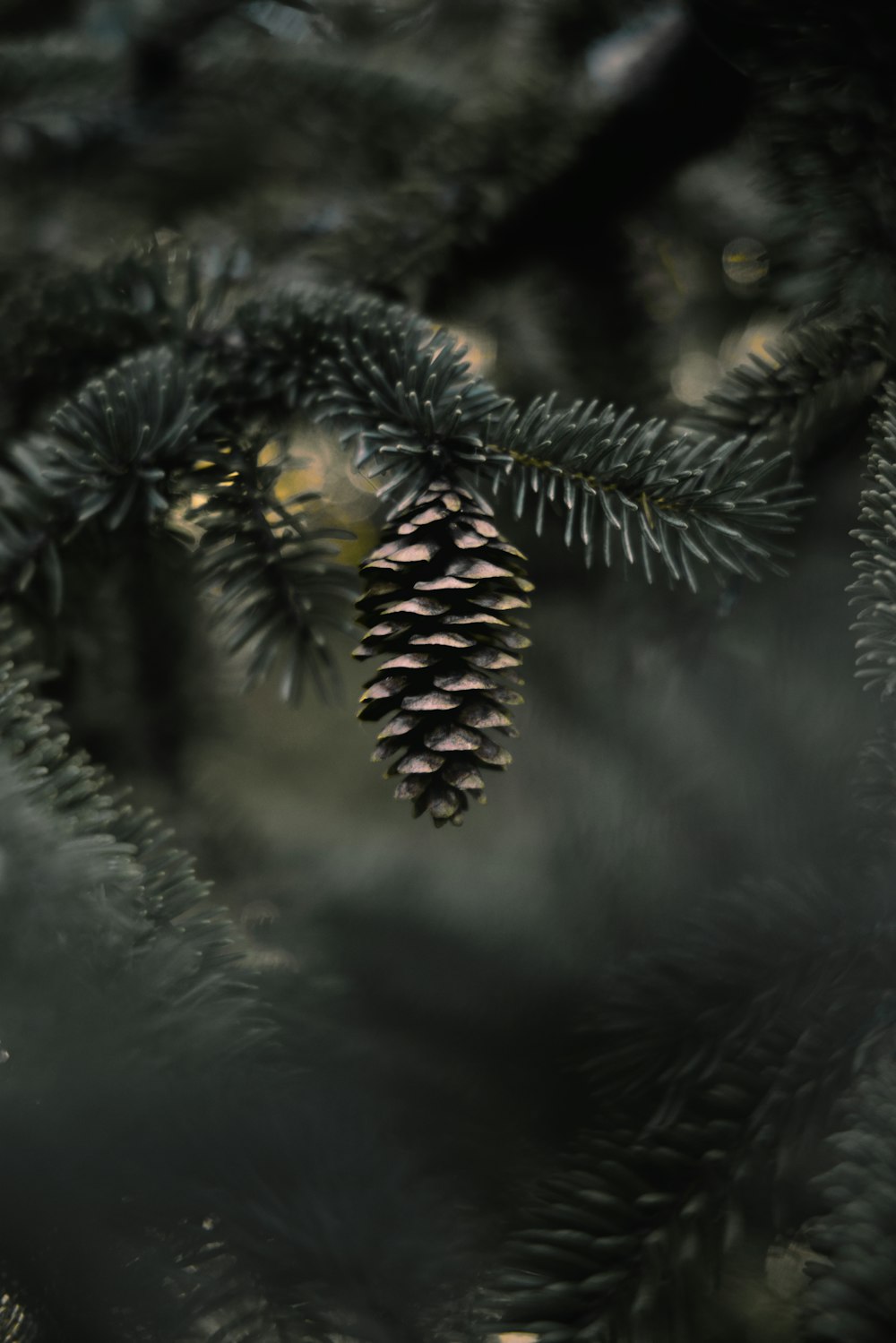 green pine tree covered with snow