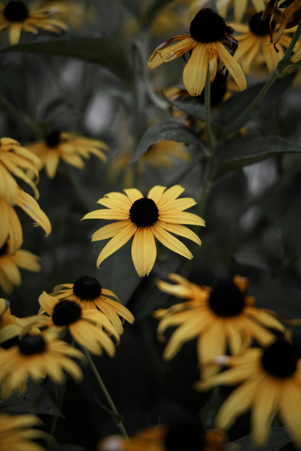 gelbe und schwarze Sonnenblume in Nahaufnahmen