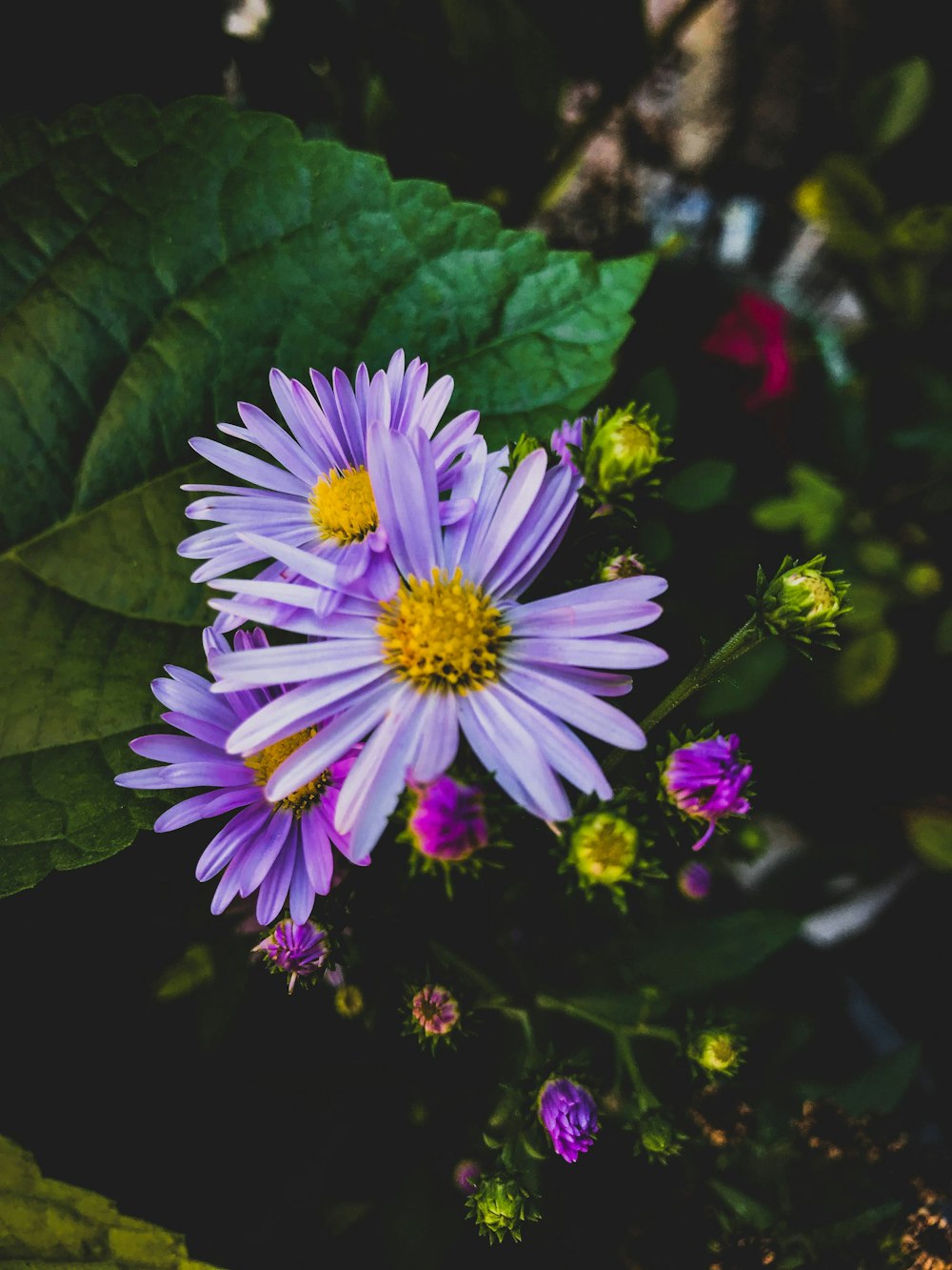 purple and white flower in macro lens