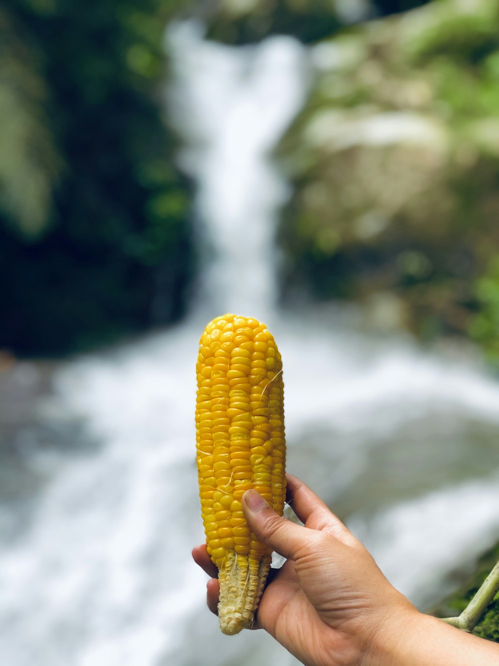 person holding yellow corn during daytime