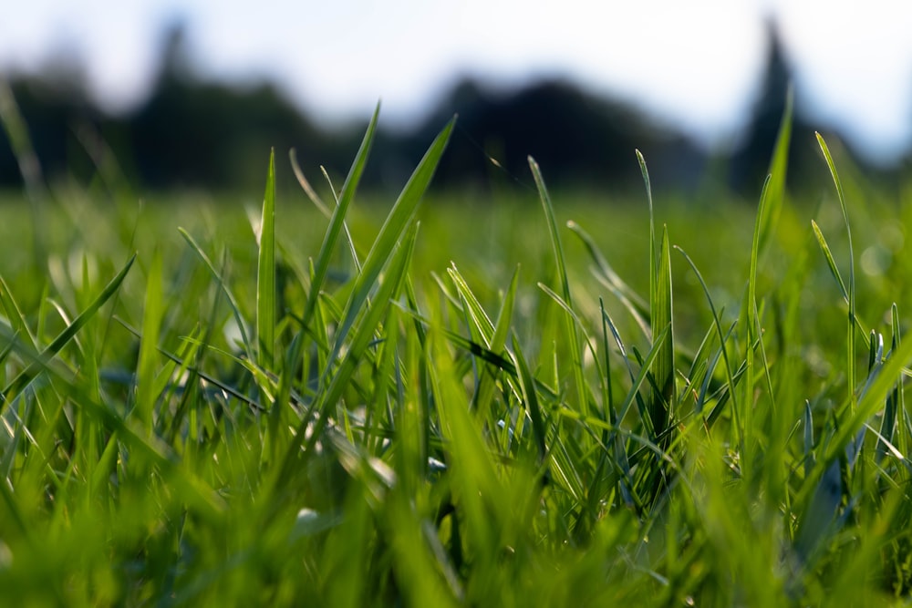 campo di erba verde durante il giorno
