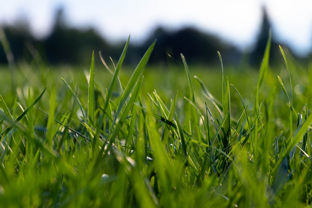 green grass field during daytime