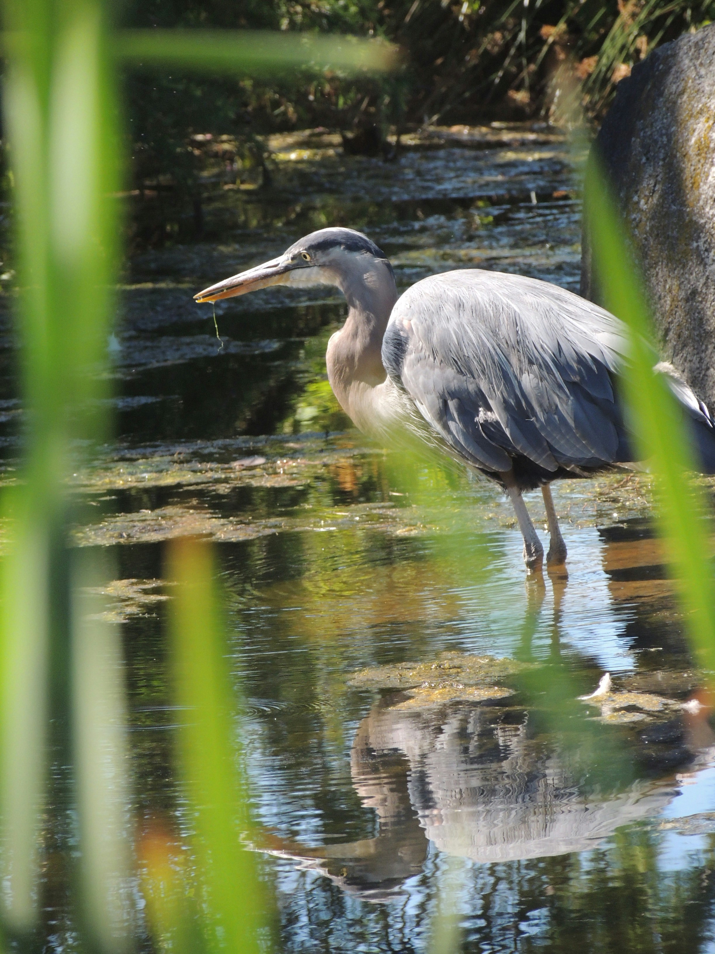 昼間の水上のアオサギの写真 Unsplashで見つけるバンクーバーの無料写真