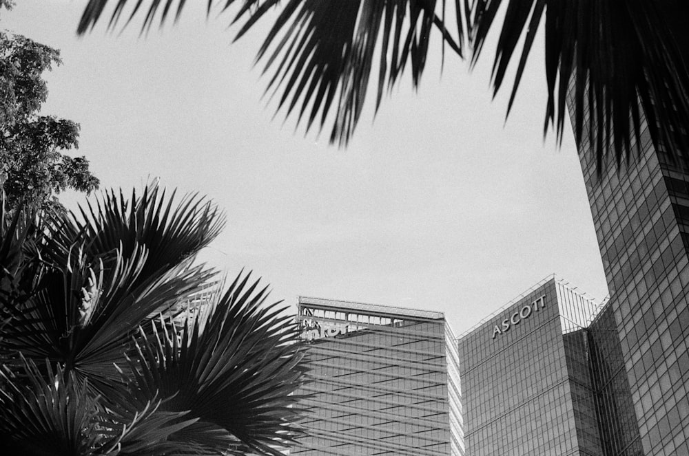 grayscale photo of palm tree near building