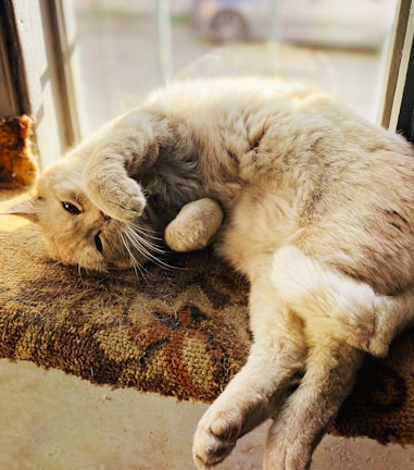 A fluffy tabby cat lounging lazily on a sunlit windowsill.