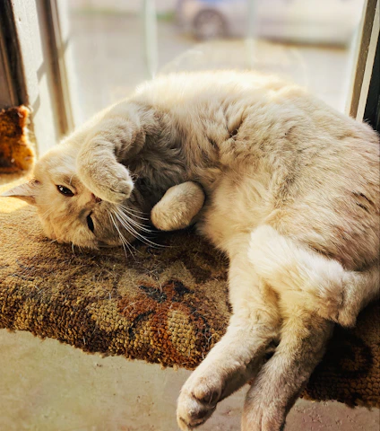 A fluffy white cat lounging lazily on a windowsill with sunlight streaming in