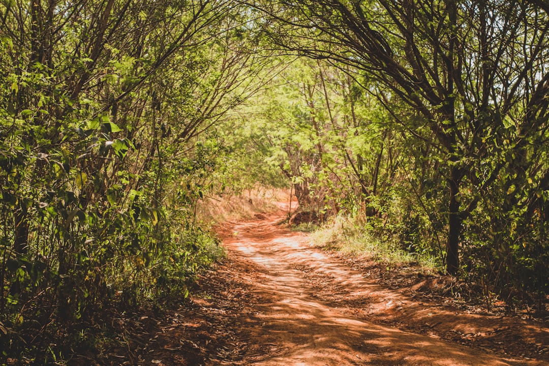 Forest photo spot Limeira Brasil