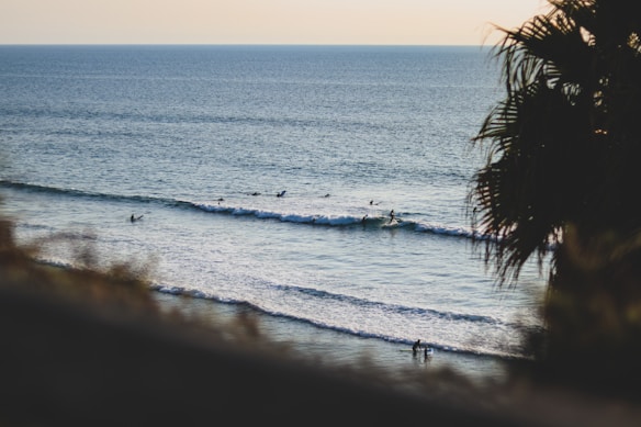 Surfers ride gentle waves in the ocean with a palm tree silhouette framing the right side of the scene. The water extends into the horizon under a clear sky, creating a serene beach atmosphere.