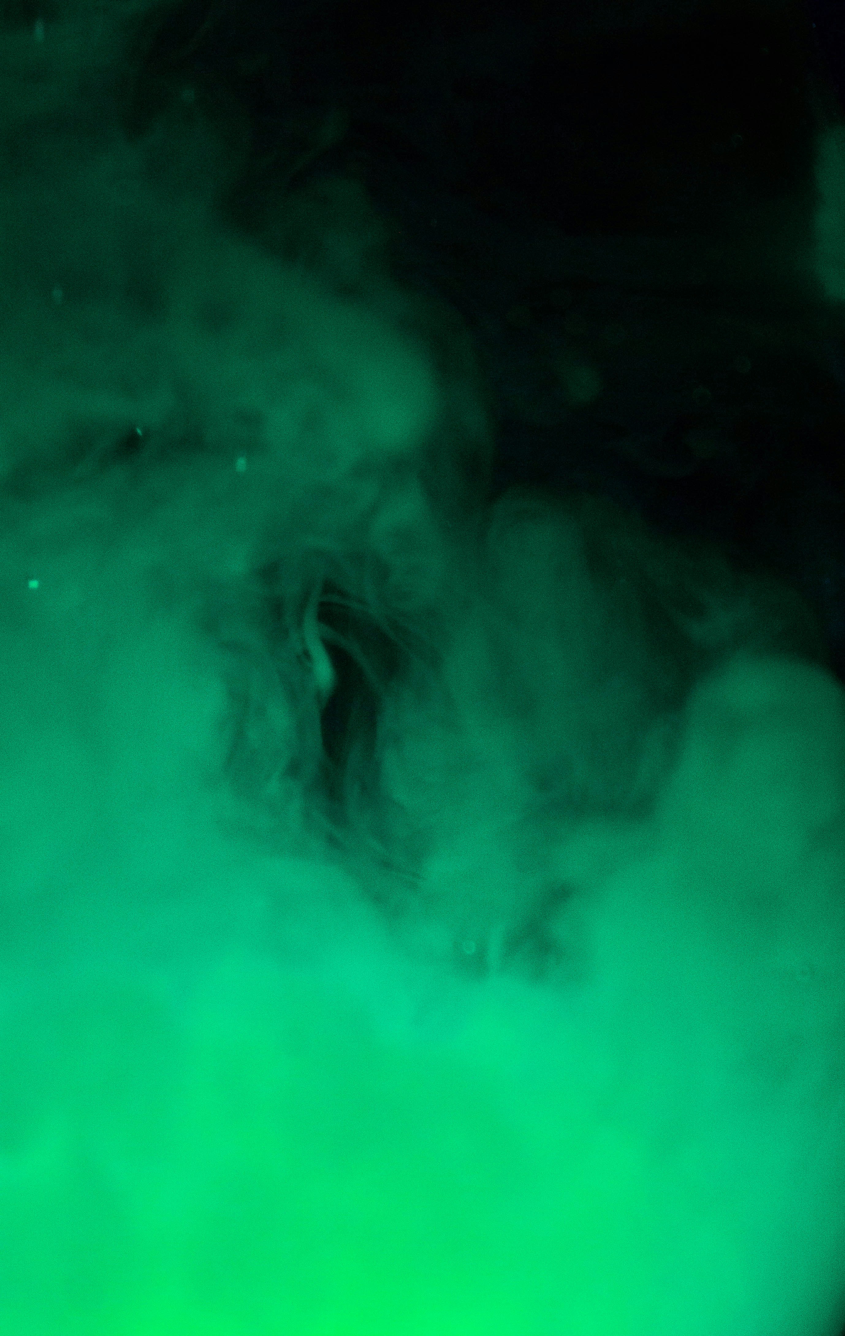 photo-1597299408973-0c7a5582ac6d?ixid=M3wxMjA3fDB8MXxzZWFyY2h8MTJ8fGphZGVwbHVtZSUyMHRlcnJvcnNocm9vbSUyMHRhY3RpY3N8ZW58MHx8fHwxNzYzNTcxNTY3fDA\u0026ixlib=rb-4.1.0