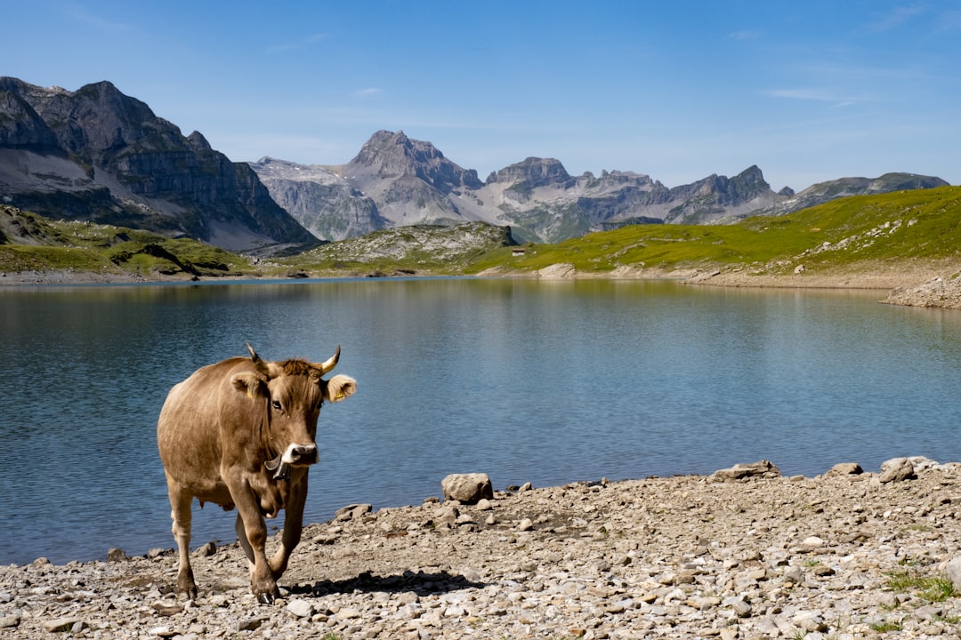 brown cow near lake during daytime