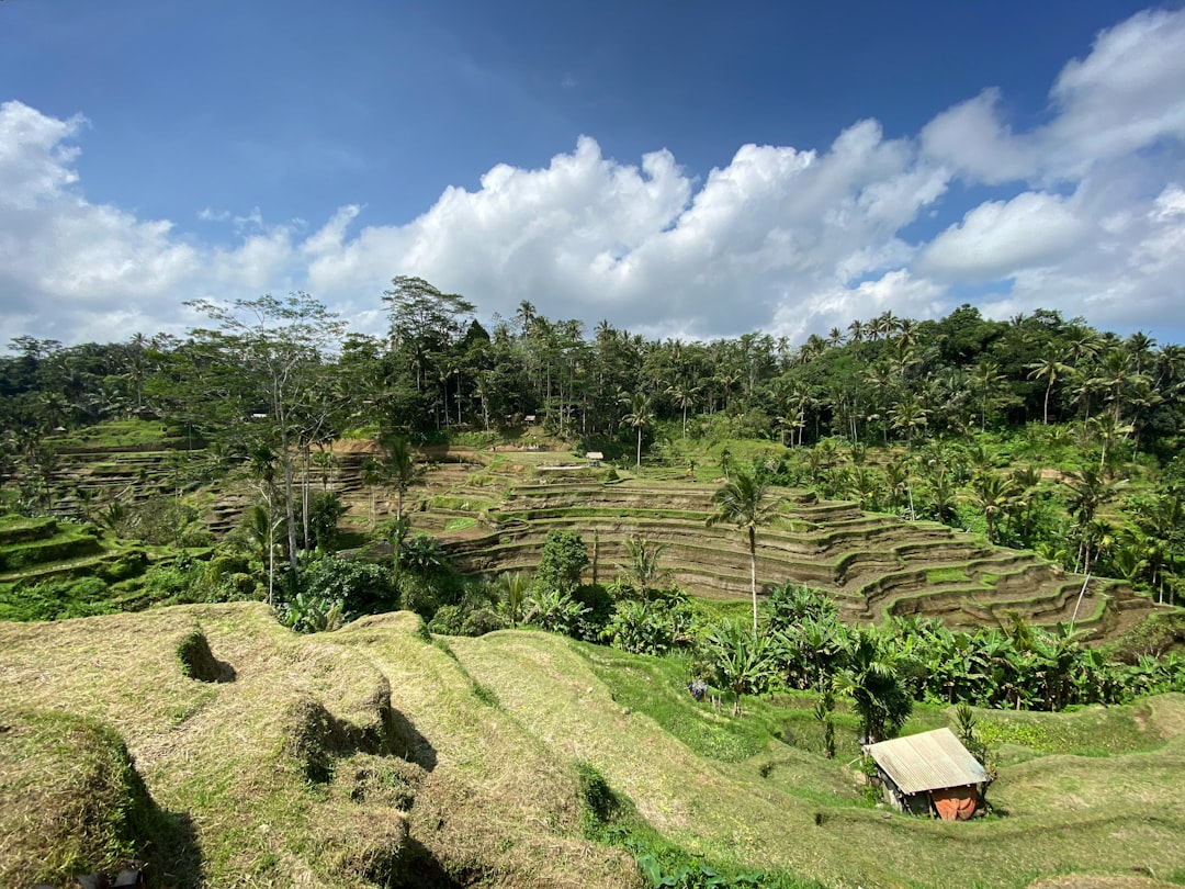 Jungle photo spot Jalan Raya Tegalalang Kabupaten Badung