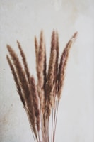 Close-up of a delicate pampas grass arrangement tied with natural twine on a rustic wooden surface.