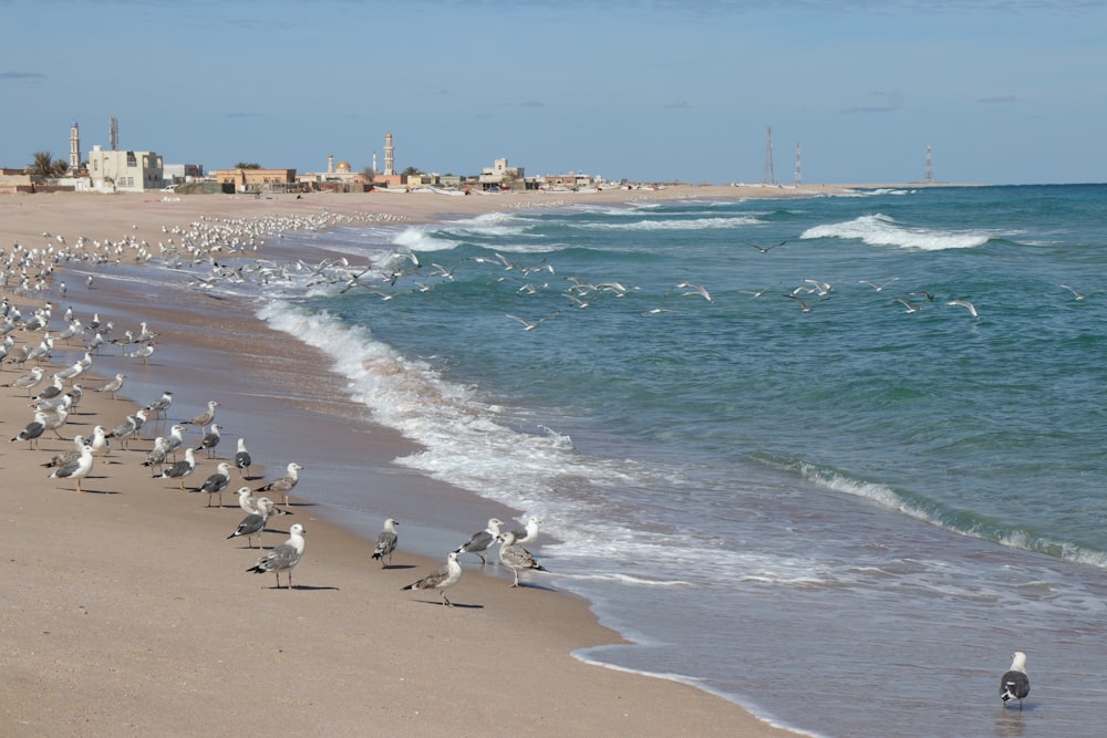pássaros na praia durante o dia