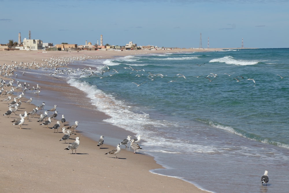 uccelli sulla spiaggia durante il giorno