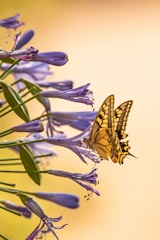 yellow and black butterfly on purple flower