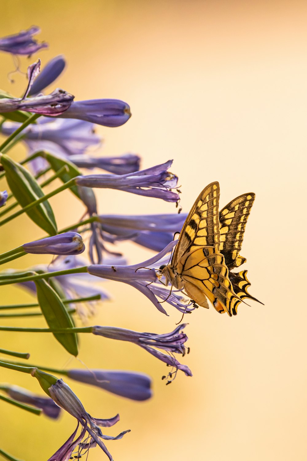 gelber und schwarzer Schmetterling auf lila Blume