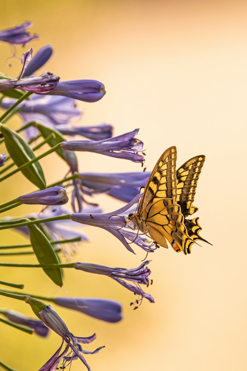 yellow and black butterfly on purple flower