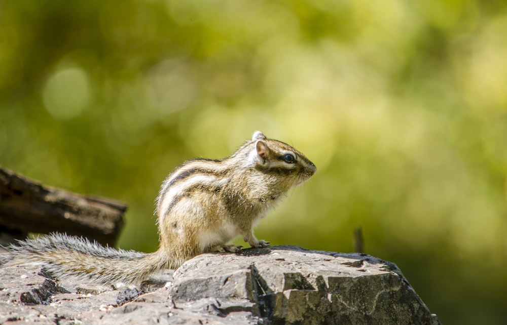 brown squirrel on gray rock during daytime