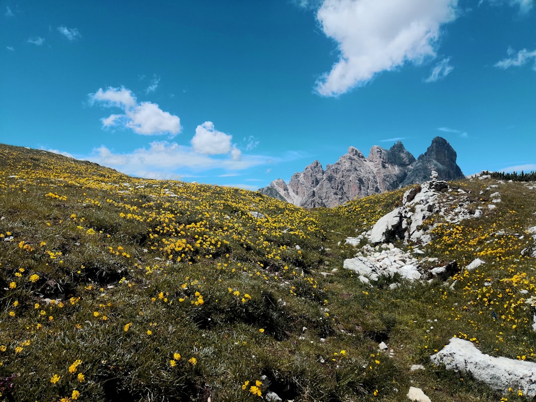 yellow flowers on green grass field near mountain under blue and white sunny cloudy sky during,