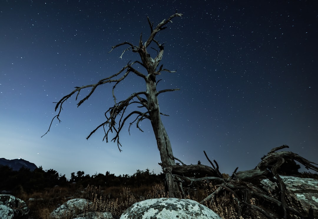 green tree under blue sky during night time