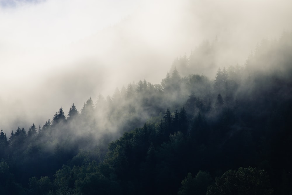 alberi verdi coperti dalla nebbia