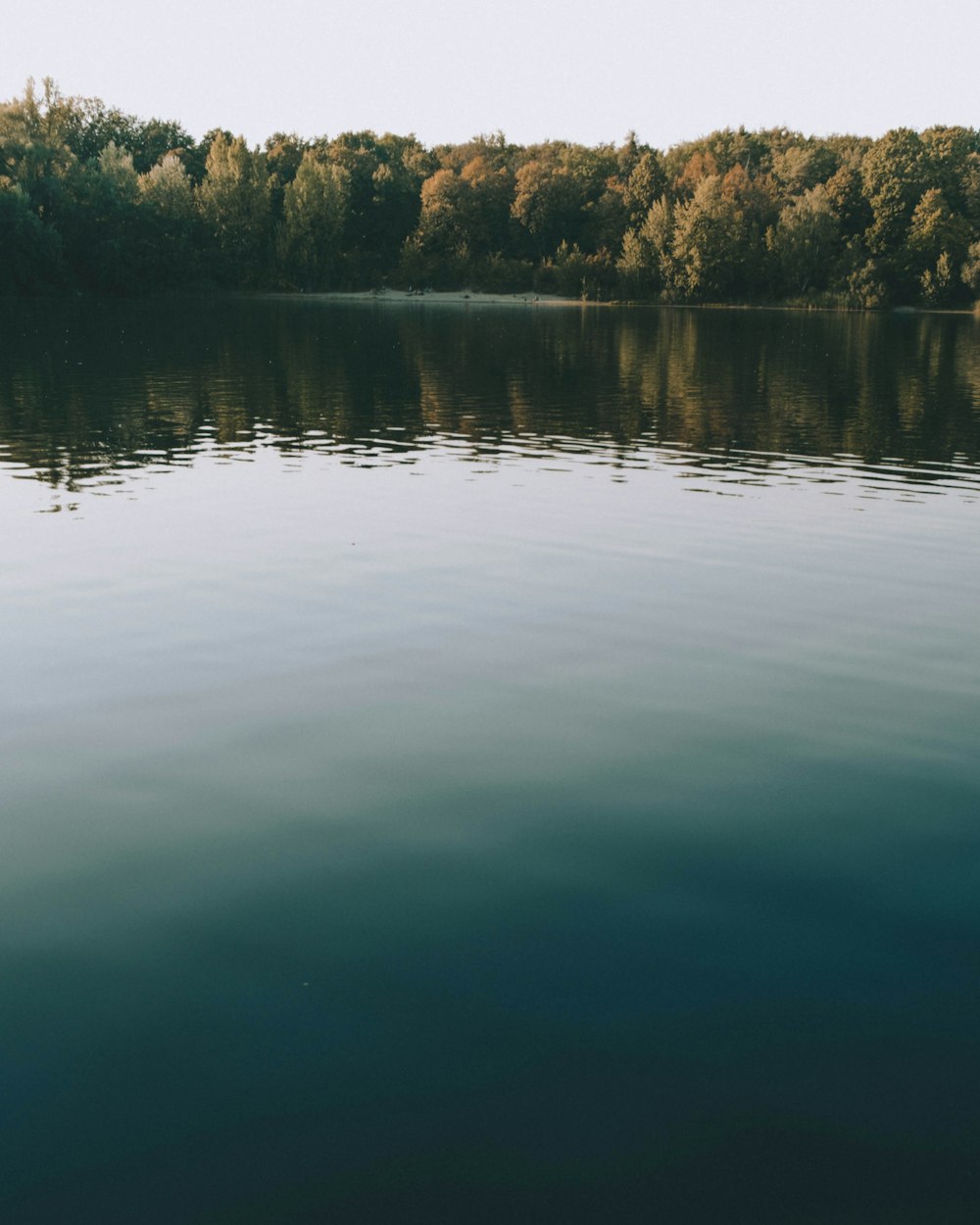 green trees beside lake during daytime