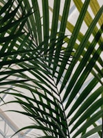 Interwoven palm leaves create a geometric and natural pattern against a light background. The leaves are long, narrow, and bright green with visible veins and slight shadows enhancing their texture.