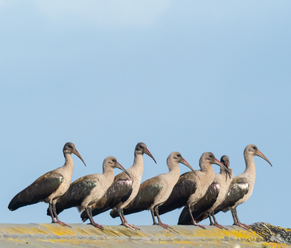 Tres pájaros blancos y negros en un campo marrón durante el día