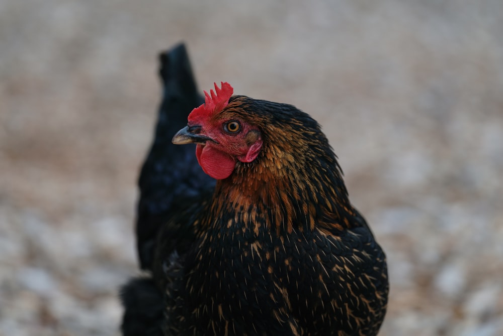 brown and black hen on gray sand