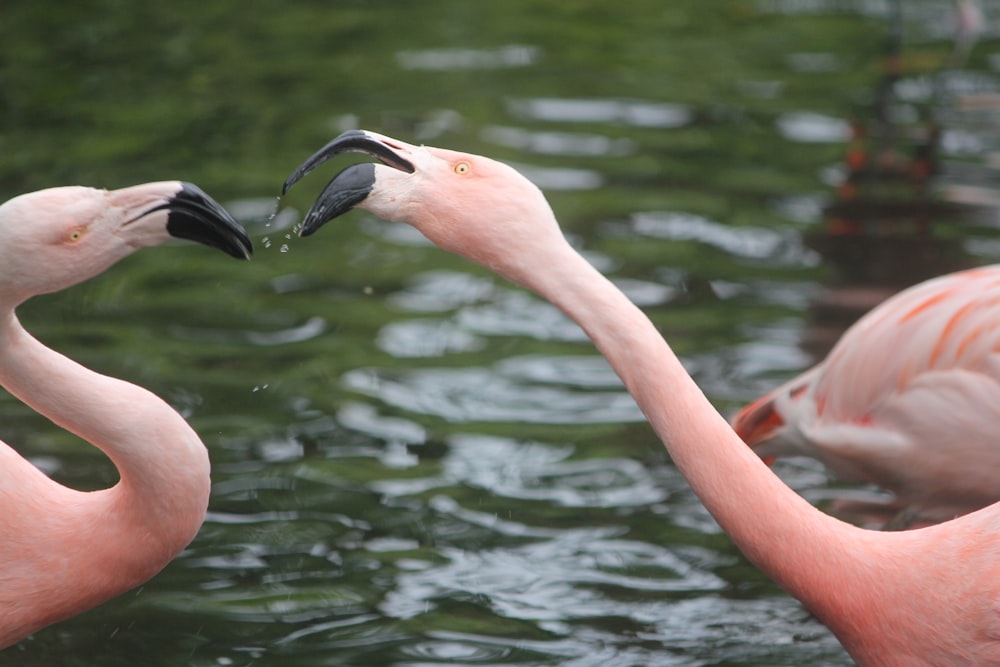 flamingo rosa na água durante o dia