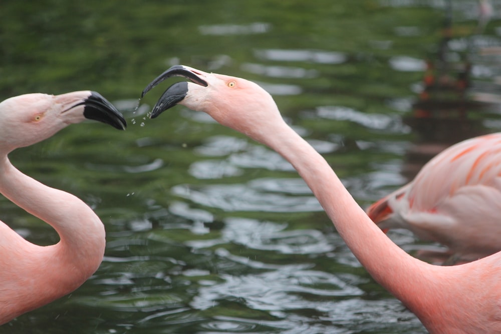 pink flamingo on water during daytime