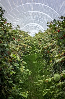 red round fruits on green plants