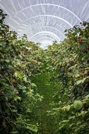red round fruits on green plants