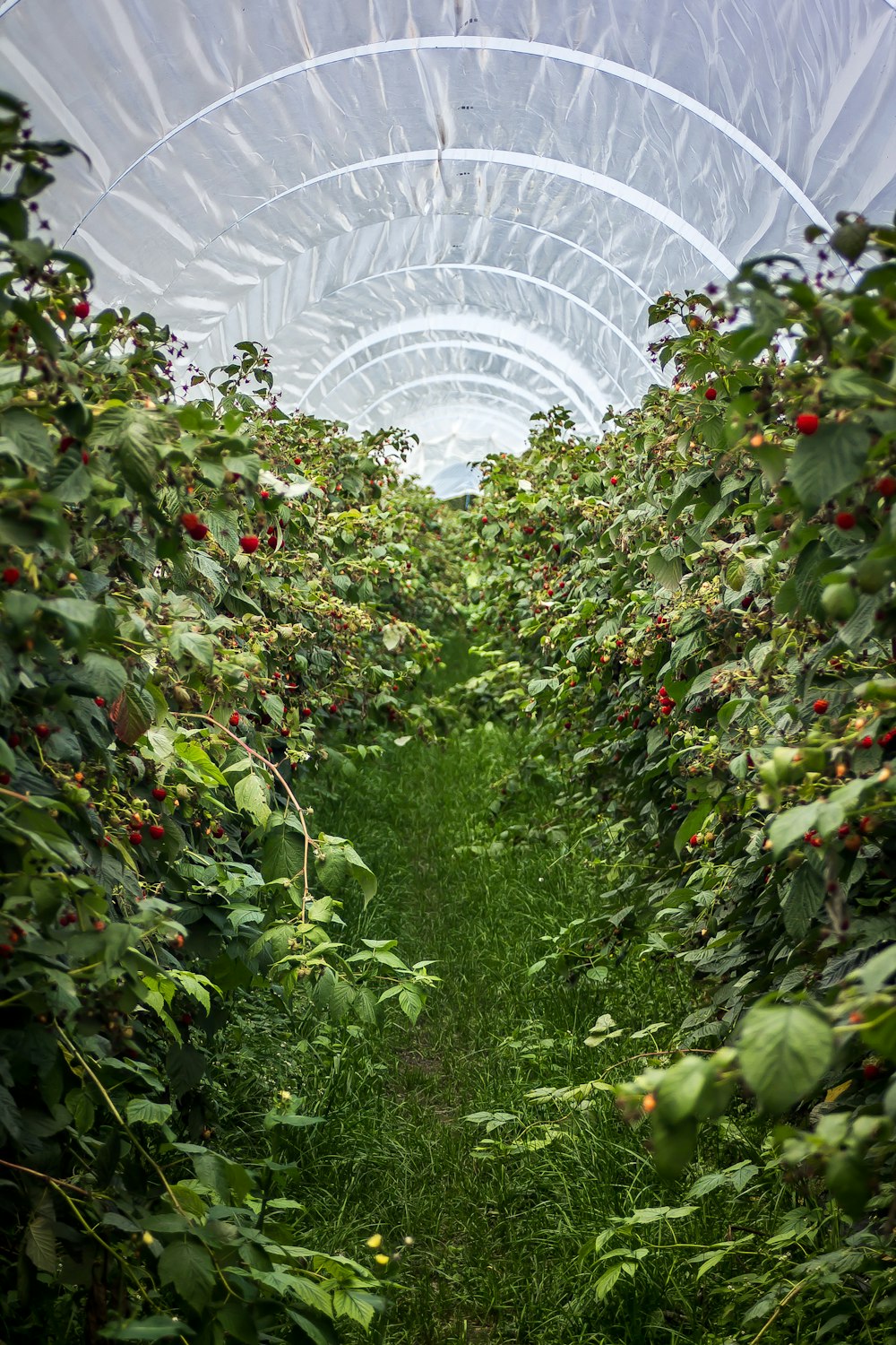 red round fruits on green plants