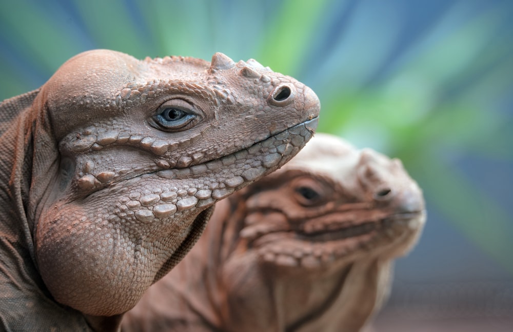 brown and gray bearded dragon