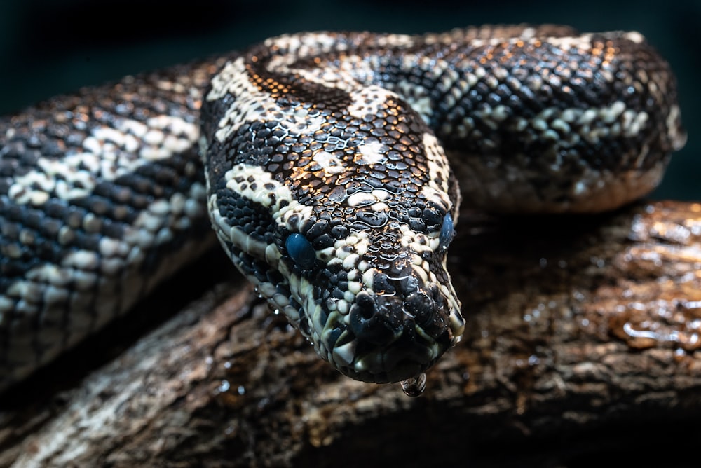 black and white snake on brown tree trunk