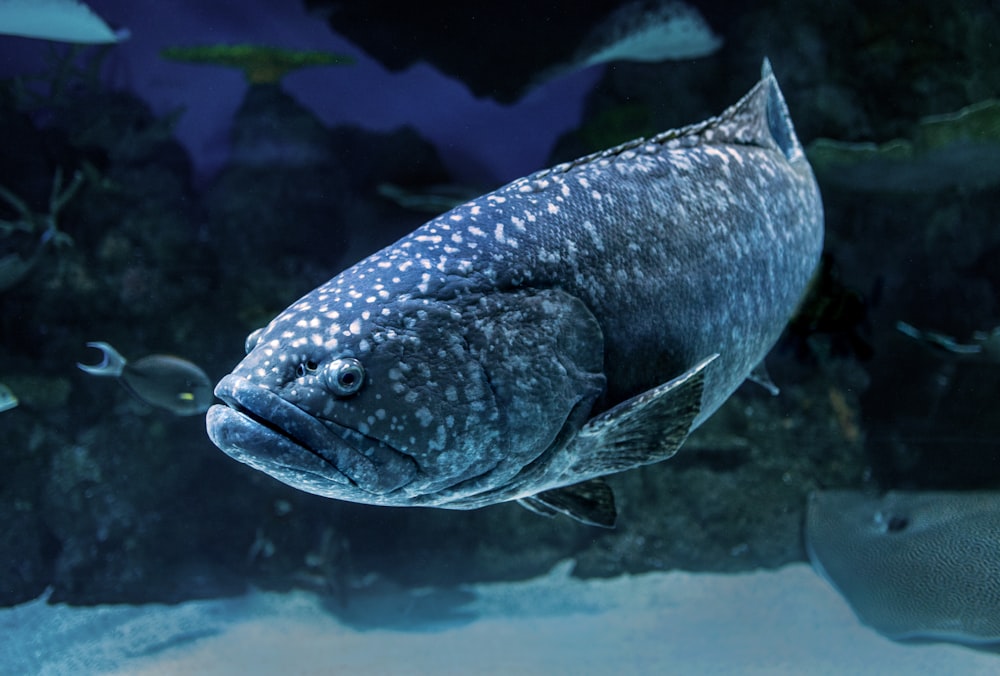 black and white fish in water