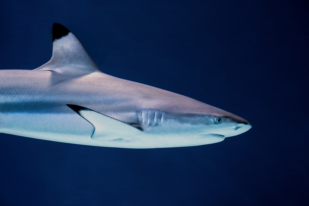 Tiburón gris en agua azul