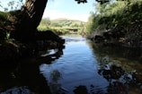 A serene creek flowing through lush greenery, reflecting the blue sky above.