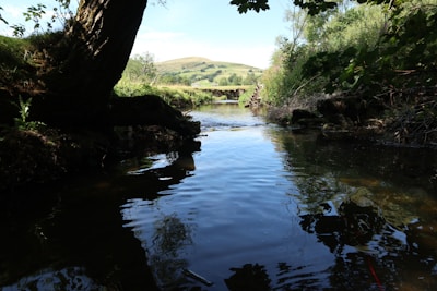 A serene creek flowing through lush greenery, reflecting the blue sky above.