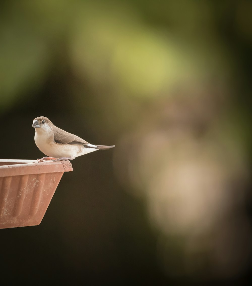 brown and white bird on brown wooden bird feeder