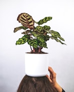 green plant on white ceramic pot
