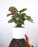 green plant on white ceramic pot